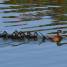 Ornamental Lake - Update
