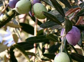 Olives Olives
