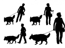 Dog Protocols and Actions. Dog Protocols and Actions.