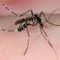 Information about the tiger mosquito