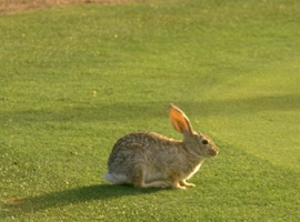 ​Conejos en el campo de golf