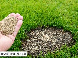 PLANNING FOR LAWN RE-SEEDING IN PRIVATE RESIDENCES